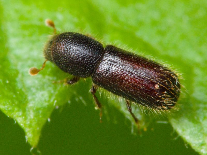 Lymantor coryli (Perris, 1853)